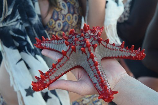 фото https://cdn.pixabay.com/photo/2015/04/27/10/56/zanzibar-741713__340.jpg