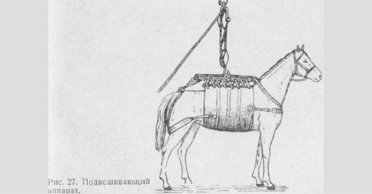 Конь на дыбах. Ветеринарный подвес для лошадей. Как поднять лошадь. Поднятие коня в казахстане. Как поднять лошадь.