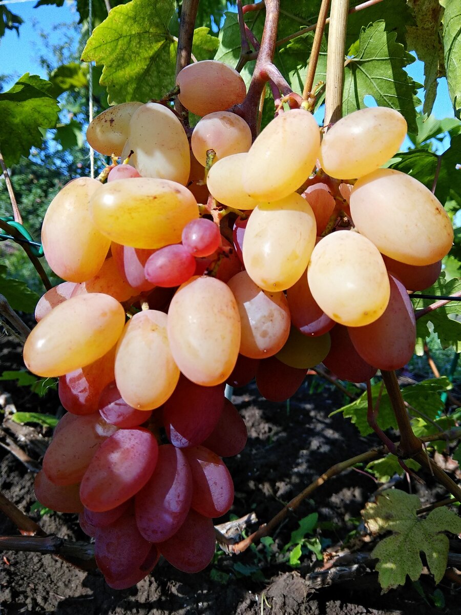 Моя дачный Юбилей Новочеркасска. Хотите такой же, переходите по ссылке внизу материала