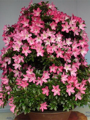 Знакомьтесь - Азалия индийская