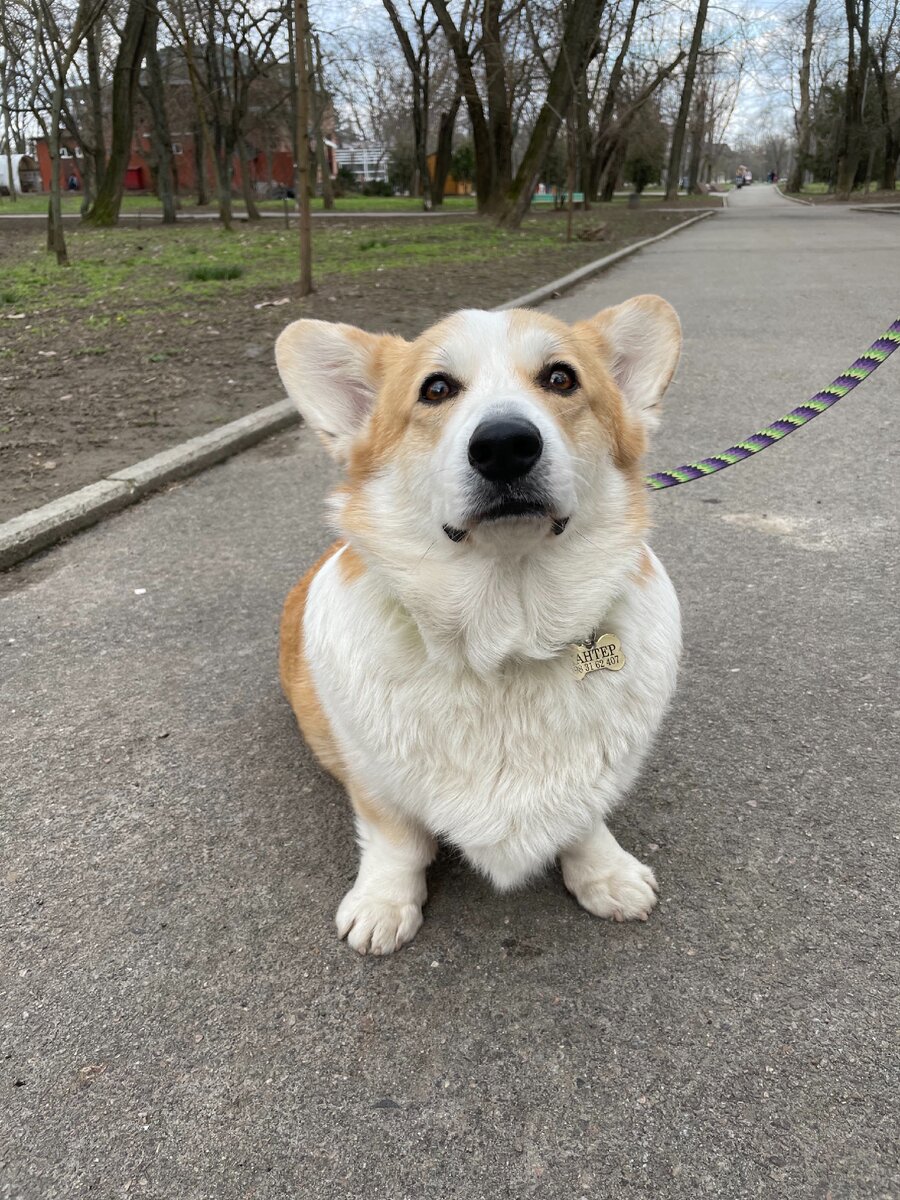 Хантер, снимок на iPhone 12 pro