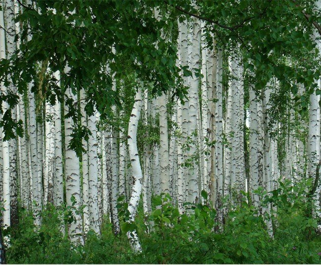 Береза березовый березняк. Береза много берез к березам у березы. Березовая роща порошок. Слово береза. Береза обычная.