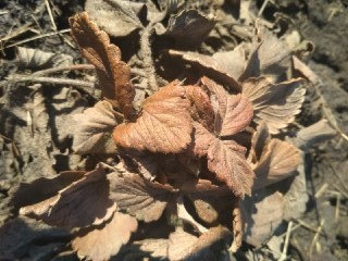 Сухие листья и растительный мусор убираем