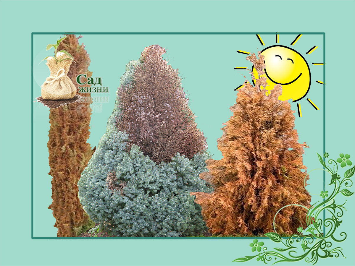 Весенние ожоги хвойных