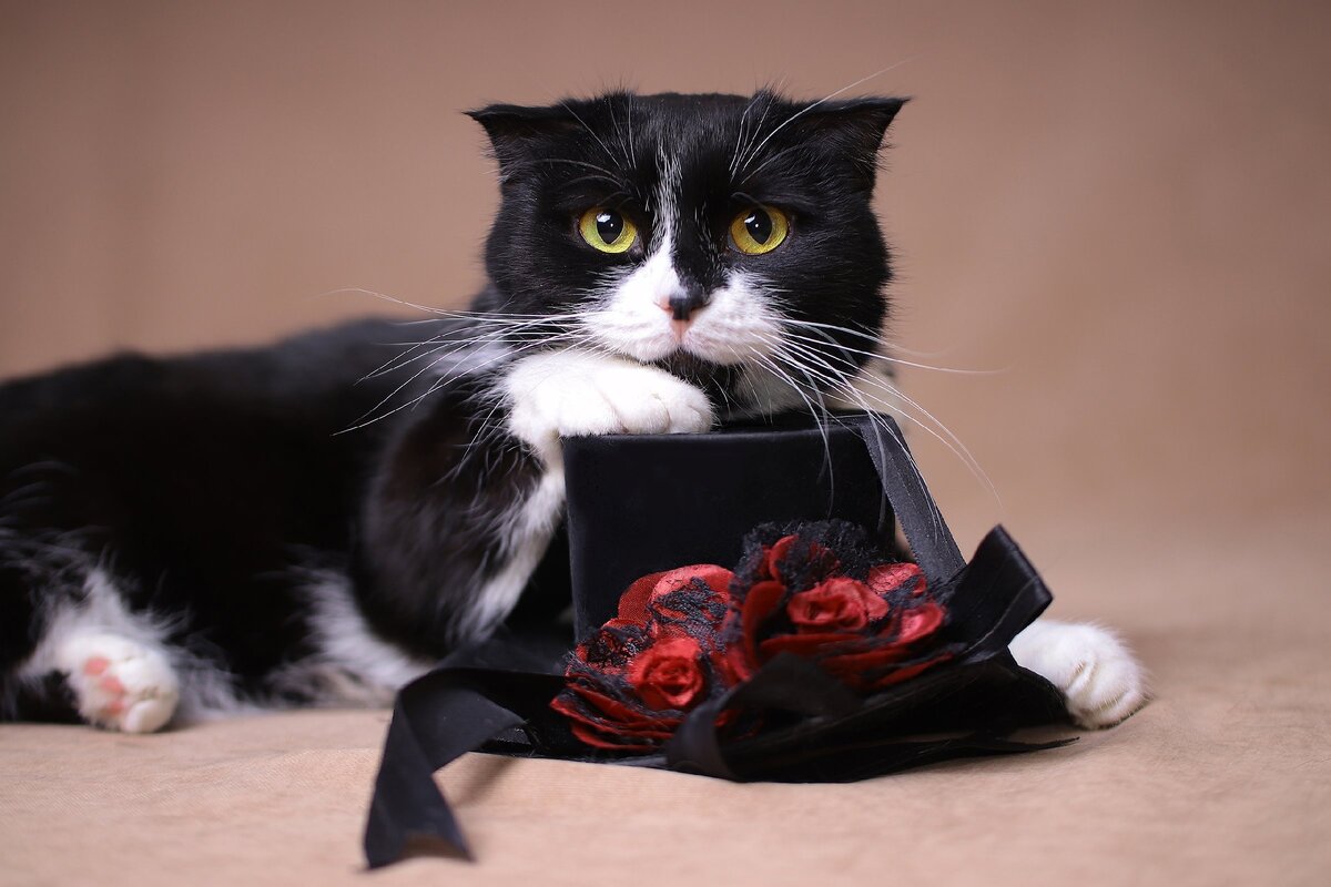 Это - Эйприл, настоящая актриса малых и больших ролей) Несмотря на актерское мастерство, очень скромная желтоглазая котейка.