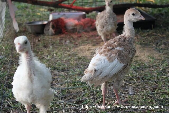 Кормление и поение индюшат