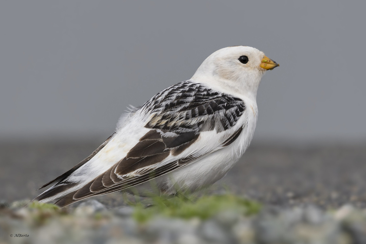 Пуночка - одна из первых весенних птиц на Севере