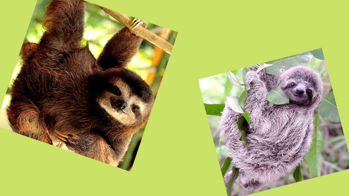 Ленивцы прекрасны.