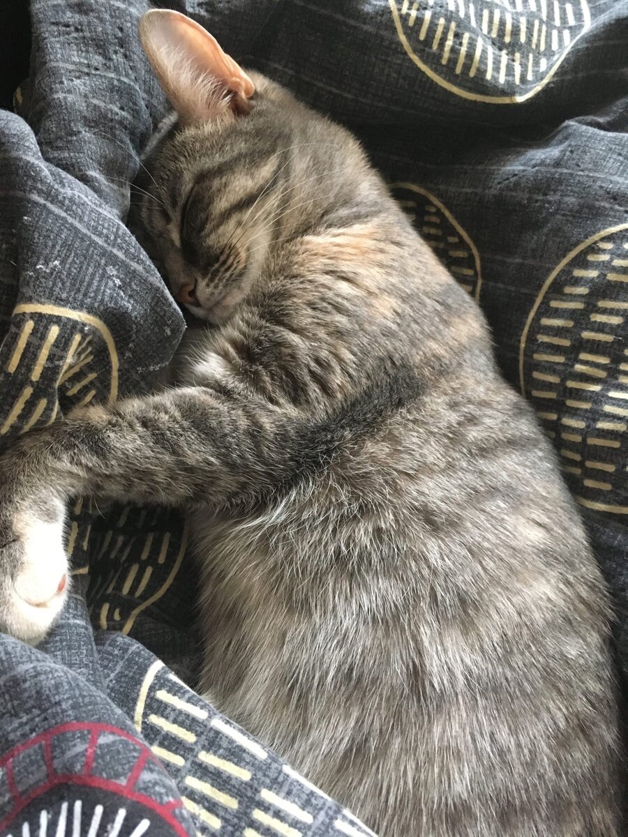 Моя кошка Машка. 