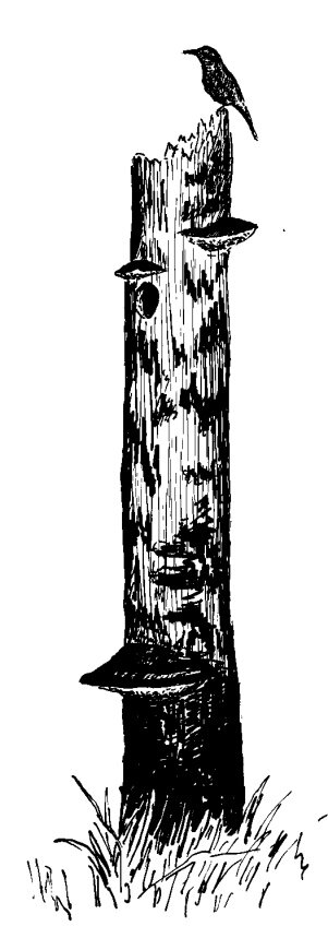 Вертишейка у дупла.