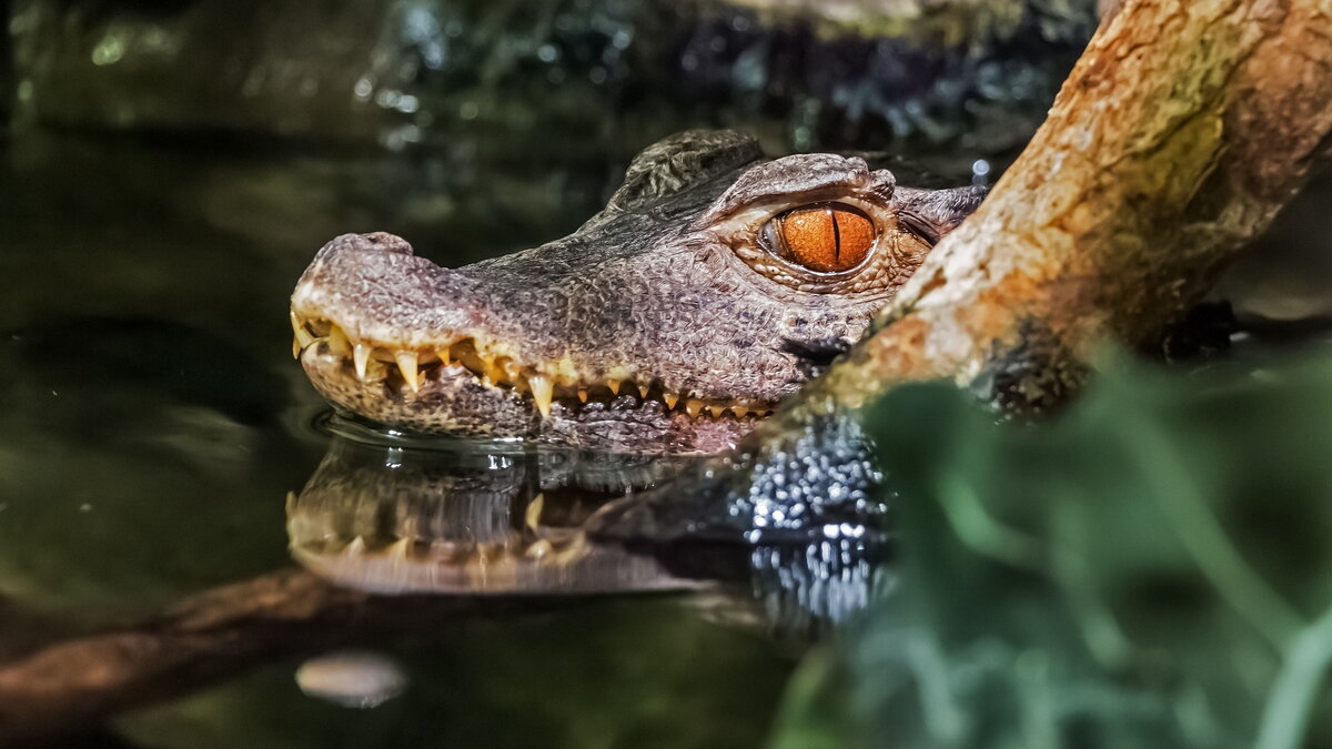 Bergadder /https://pixabay.com/