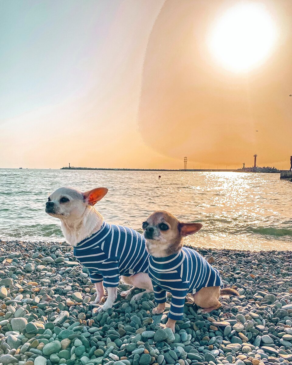 Instagram: @chiwawa_bella