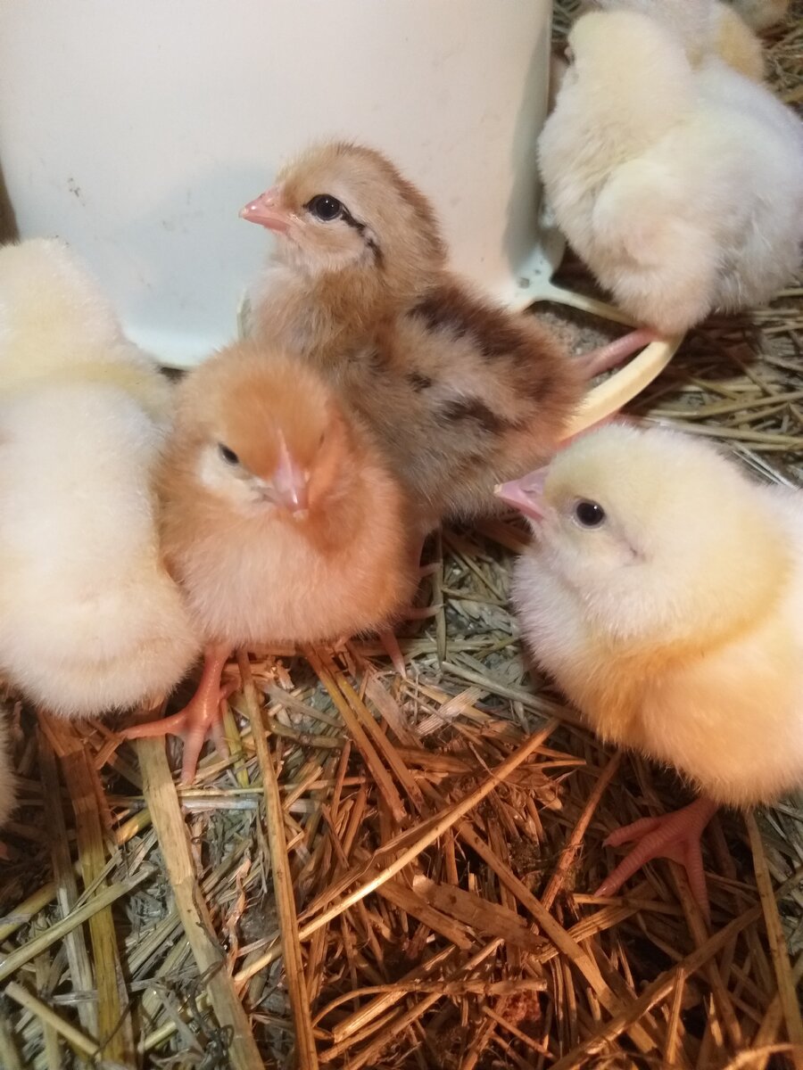 Птицеводство 