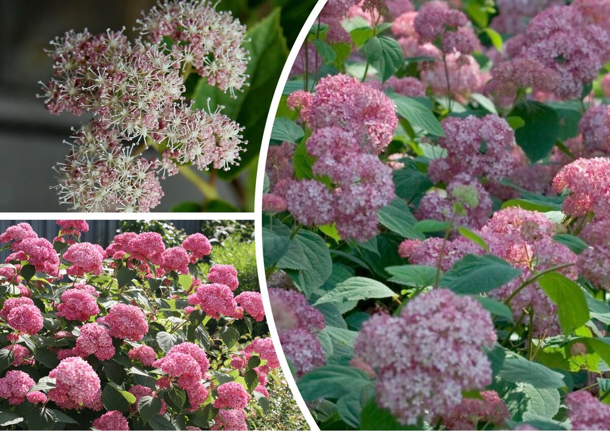 Гортензия древовидная Pink Pincushion купить саженцы почтой из питомника "АГРОФО