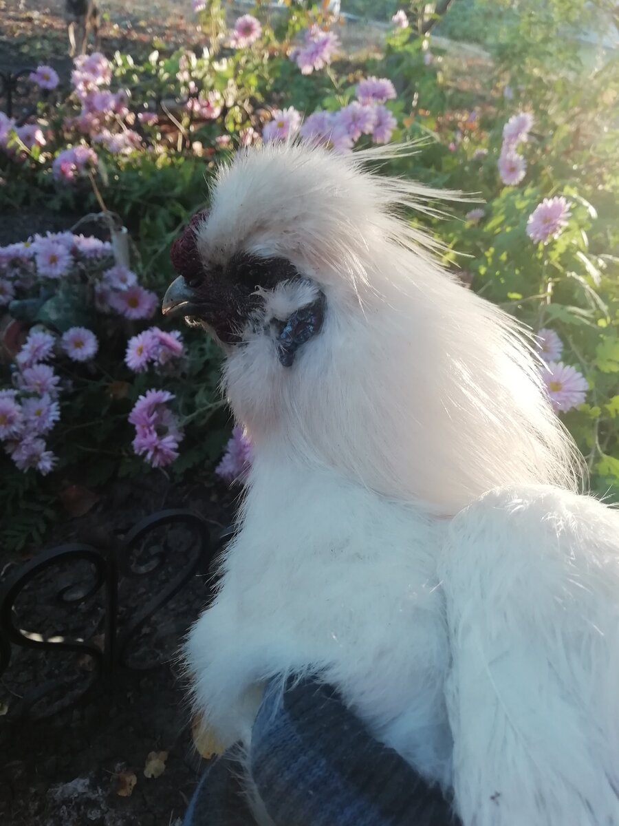 Фото автора. Мой шелковый петушок.