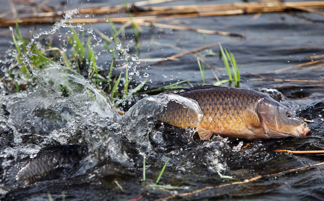 Запрет на рыбалку в казахстане 2024 году. Сазан рыба нерест. Рыба в реке. Карп выпрыгивает из воды. Нерест карпа.