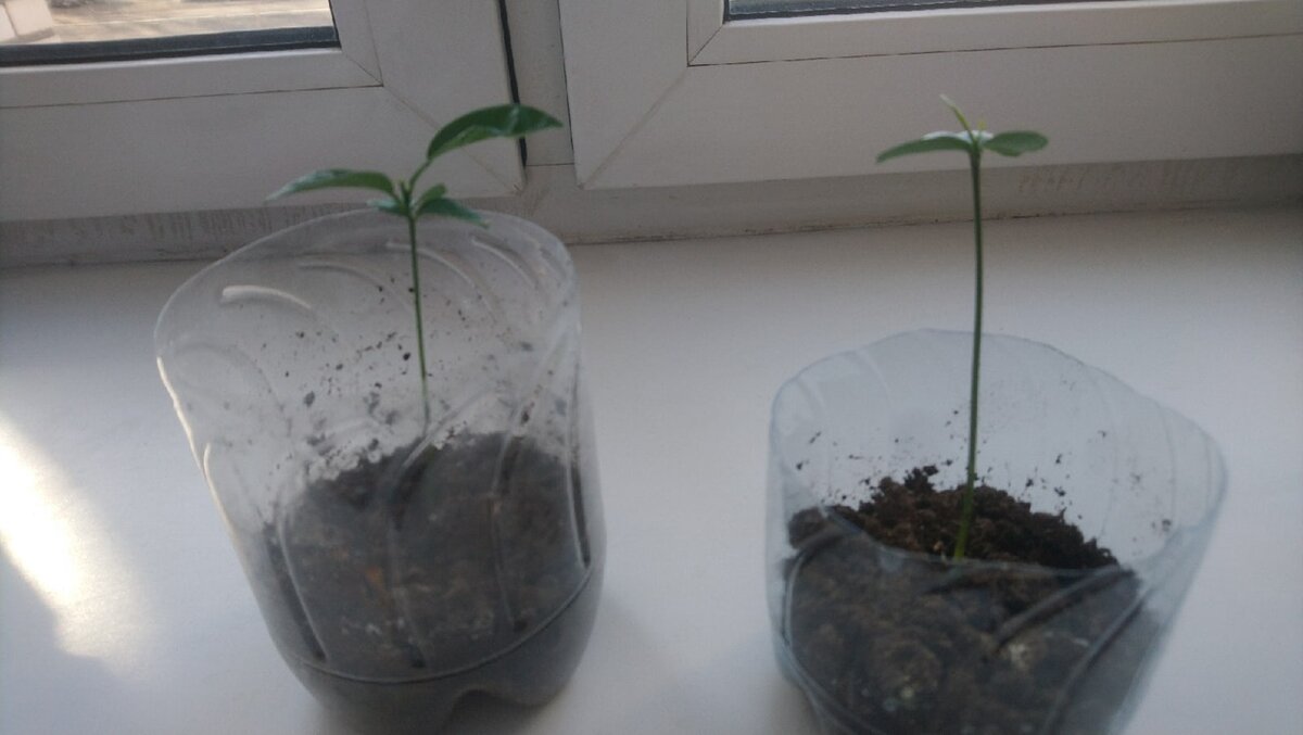 Вот вам результат моих стараний.