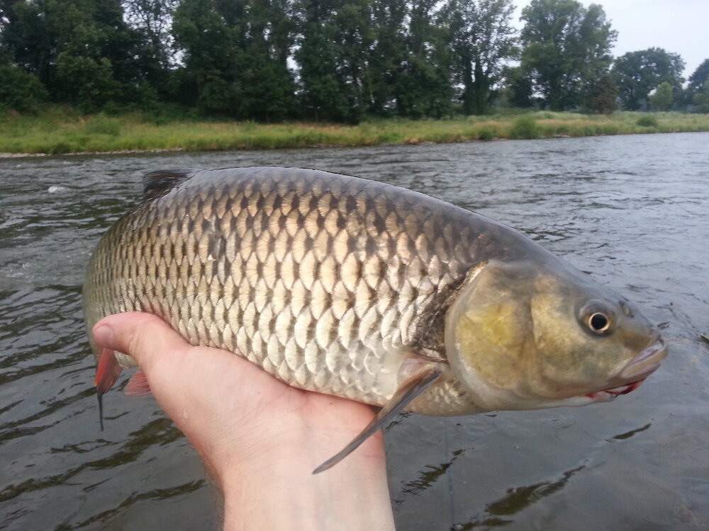 Голавль из категории 50 см+, пойманный на черешню. Фото: автор