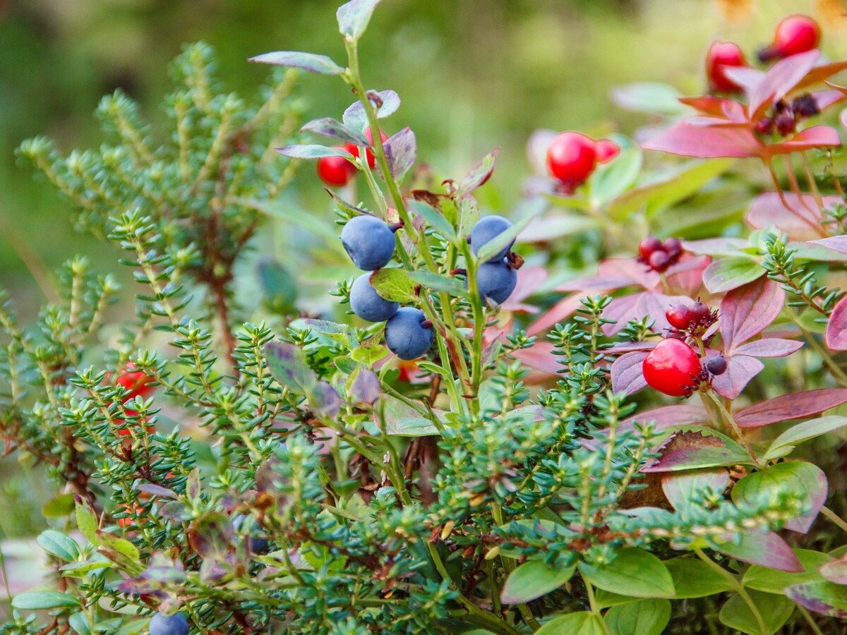 Природа России. Фото с сайта pixabay.com