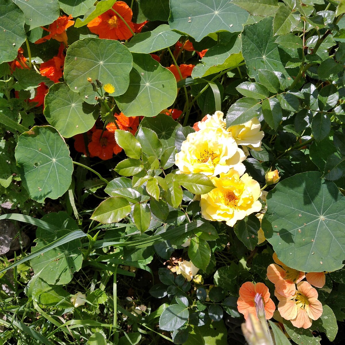 Микс из любимых цветов