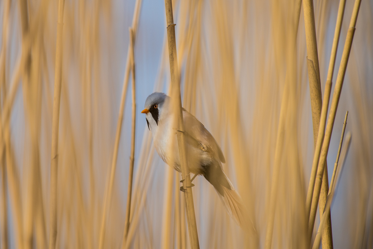 Усатая синица, фото автора