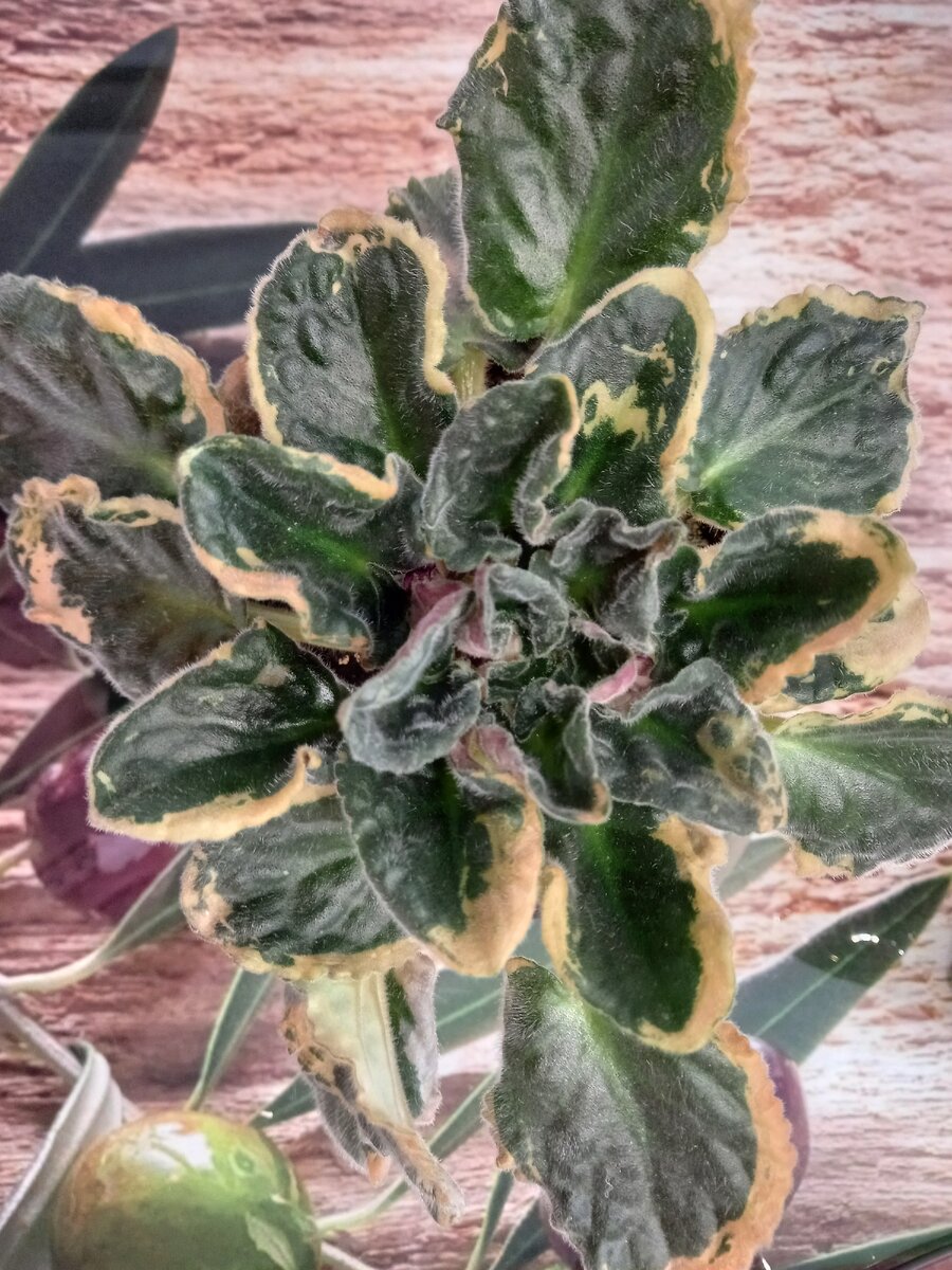 Вот моя бедолажка...