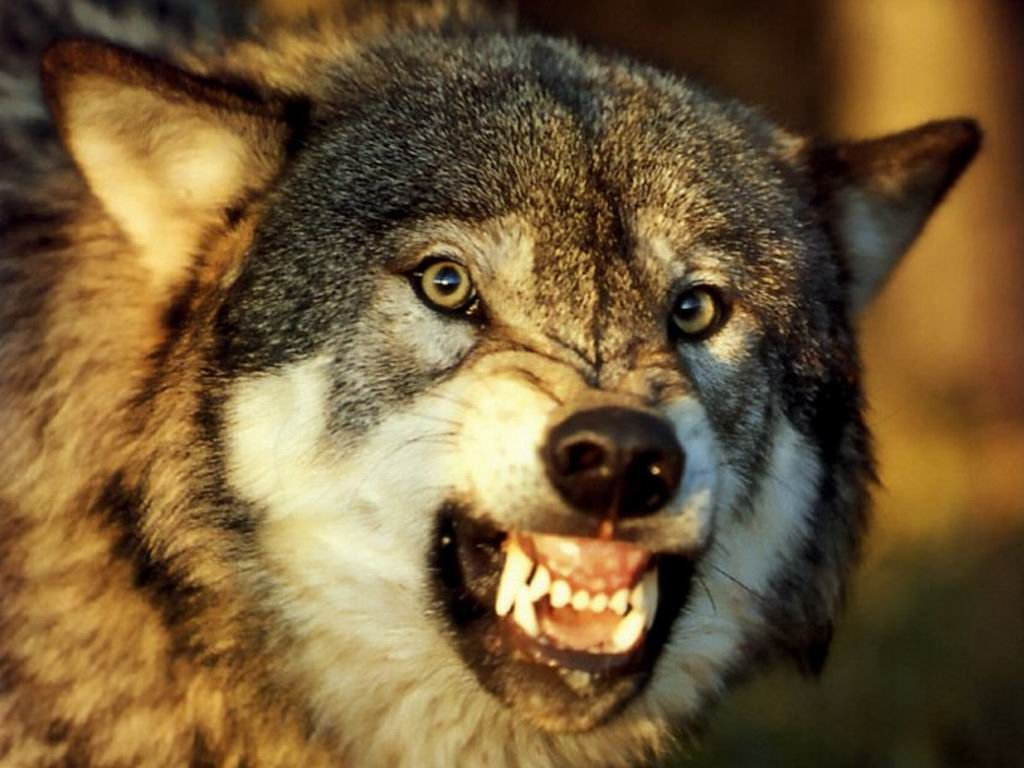 Пасть серого волка. Волкособы оскал. Морда волка скалится. Оскал волка. Волк рычит.
