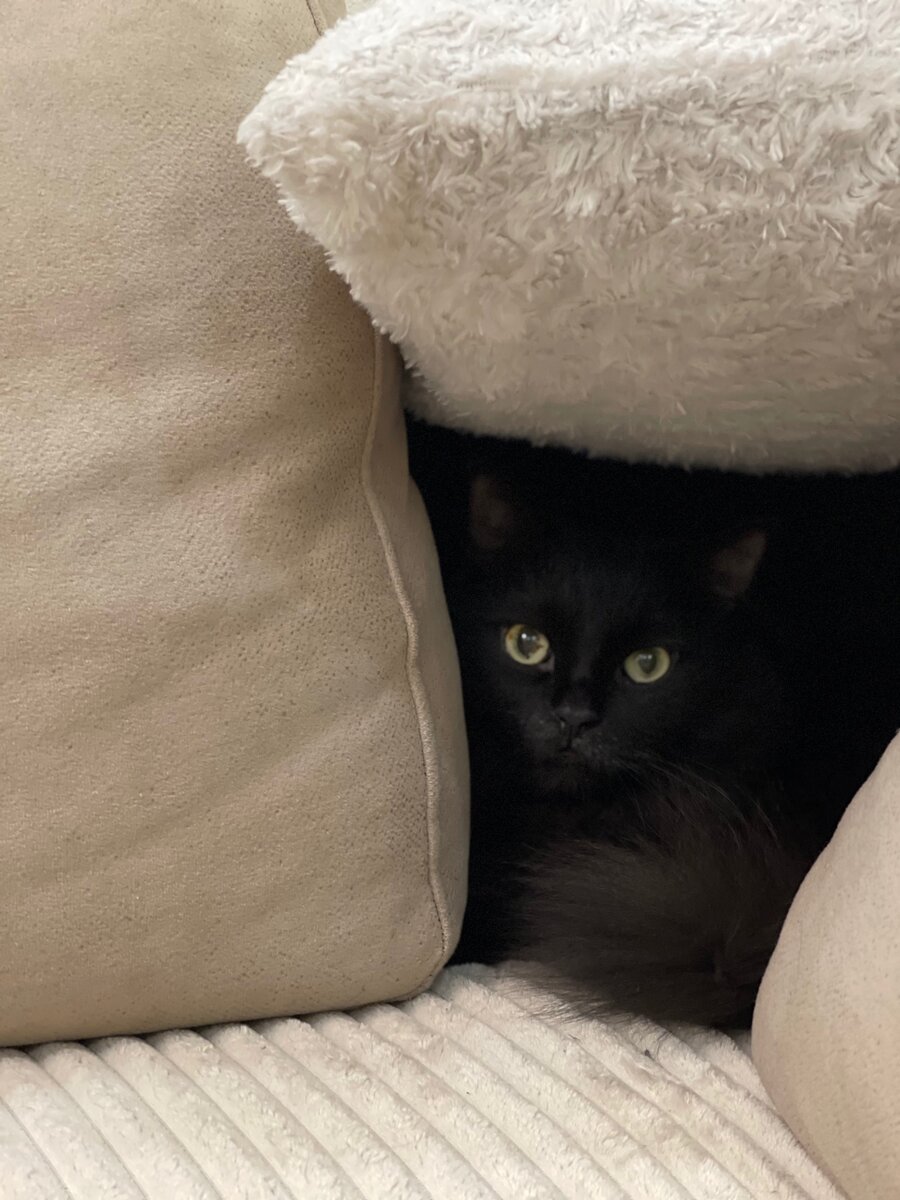 Кто в теремочке живёт?