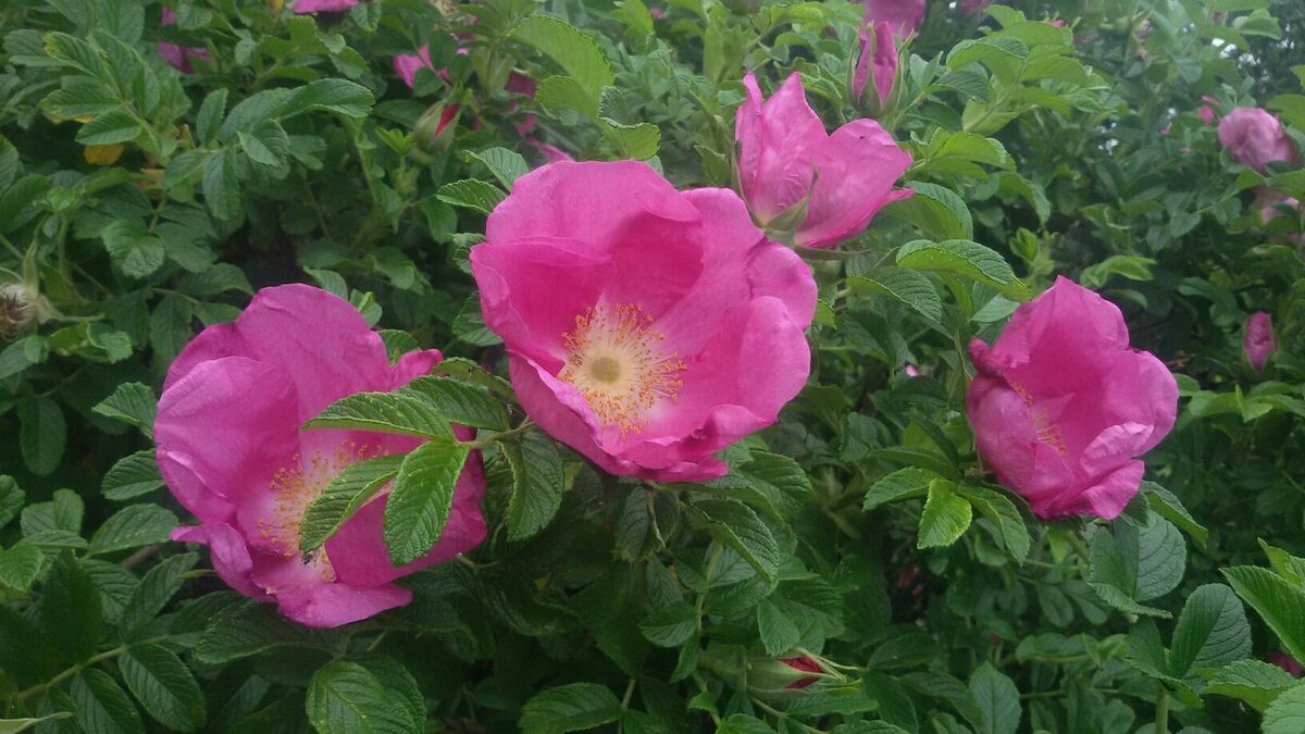 Шиповник. Фото автора