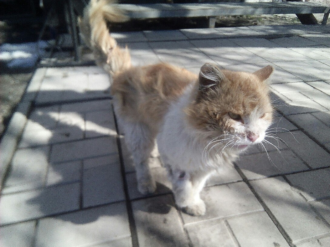 Вот таким был Лучик, когда я его встретила на улице.