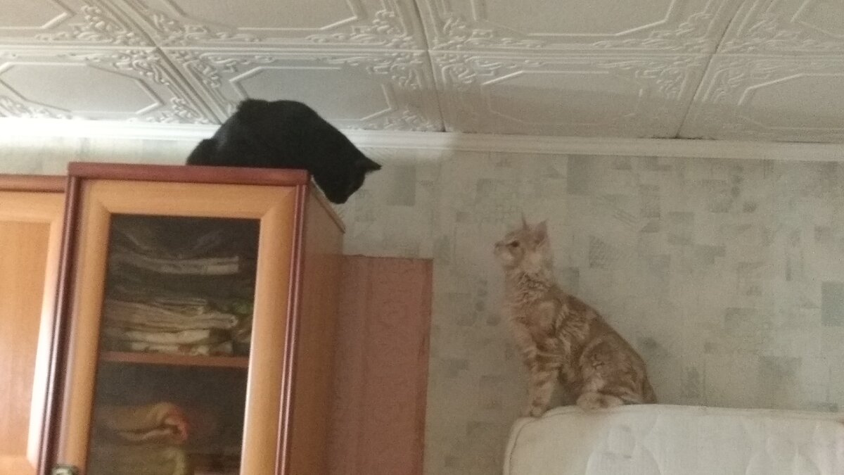 Давай сюда! Не бойся!