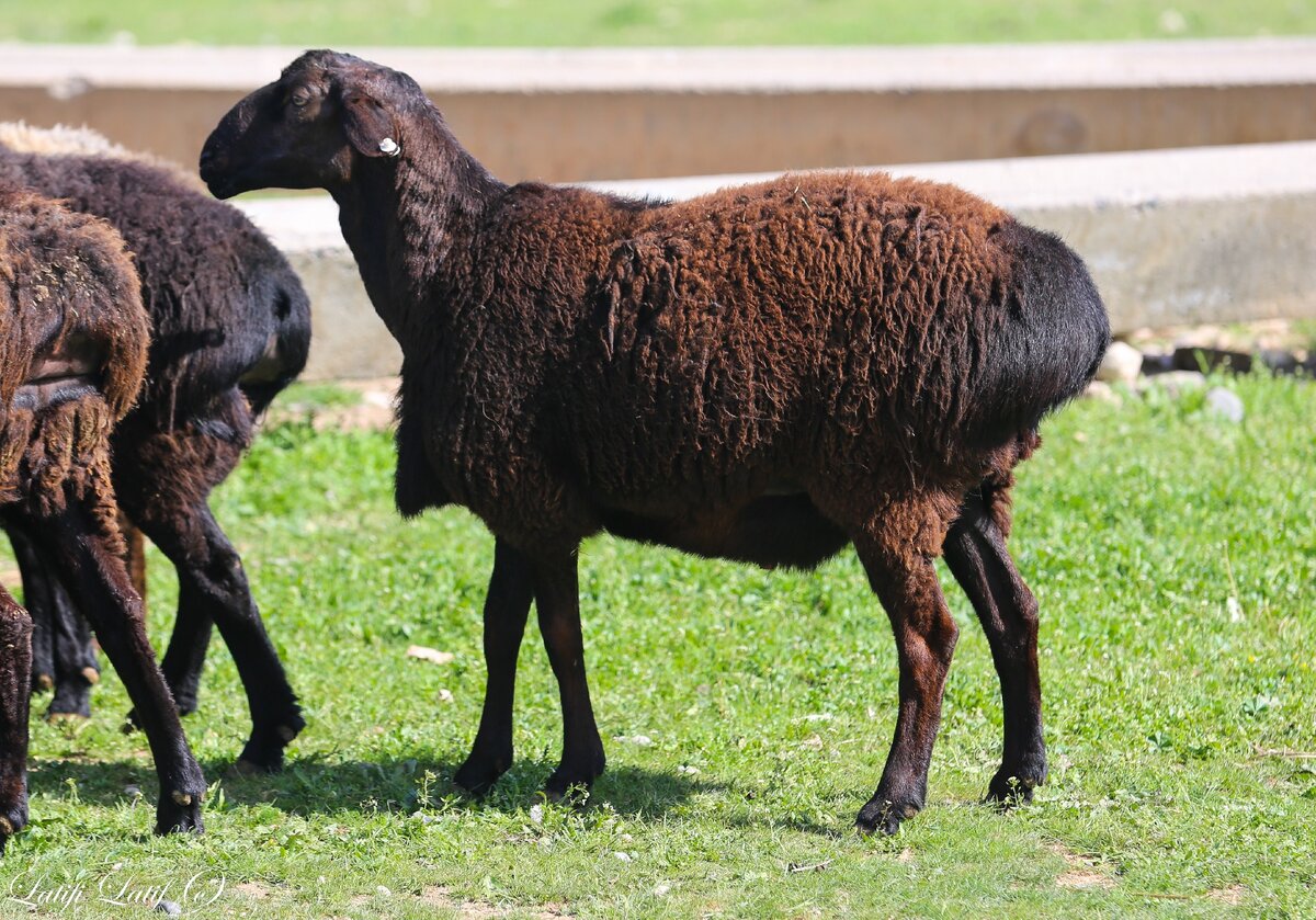 Гиссарские овцы: характеристика, описание, фото, отзывы, недостатки - полная информация