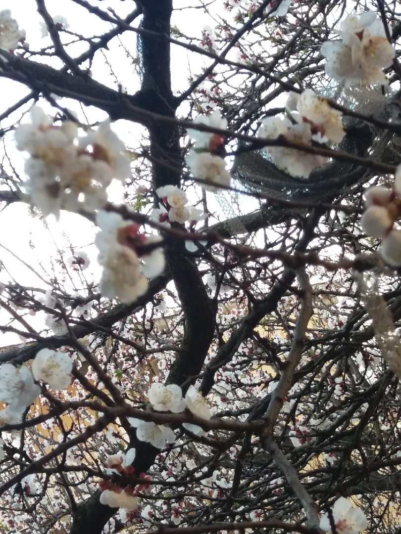 Фото автора. Абрикосы торопятся цвести, листья появляются после цветения.