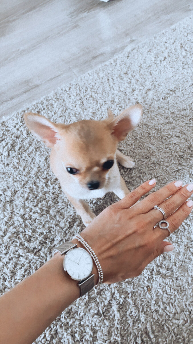 Генри постоянно крутится где-то рядом. Здорово, что он такой общительный и любознательный 🐶