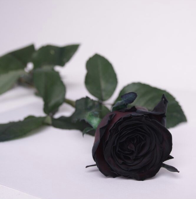 Не такая уж и черная