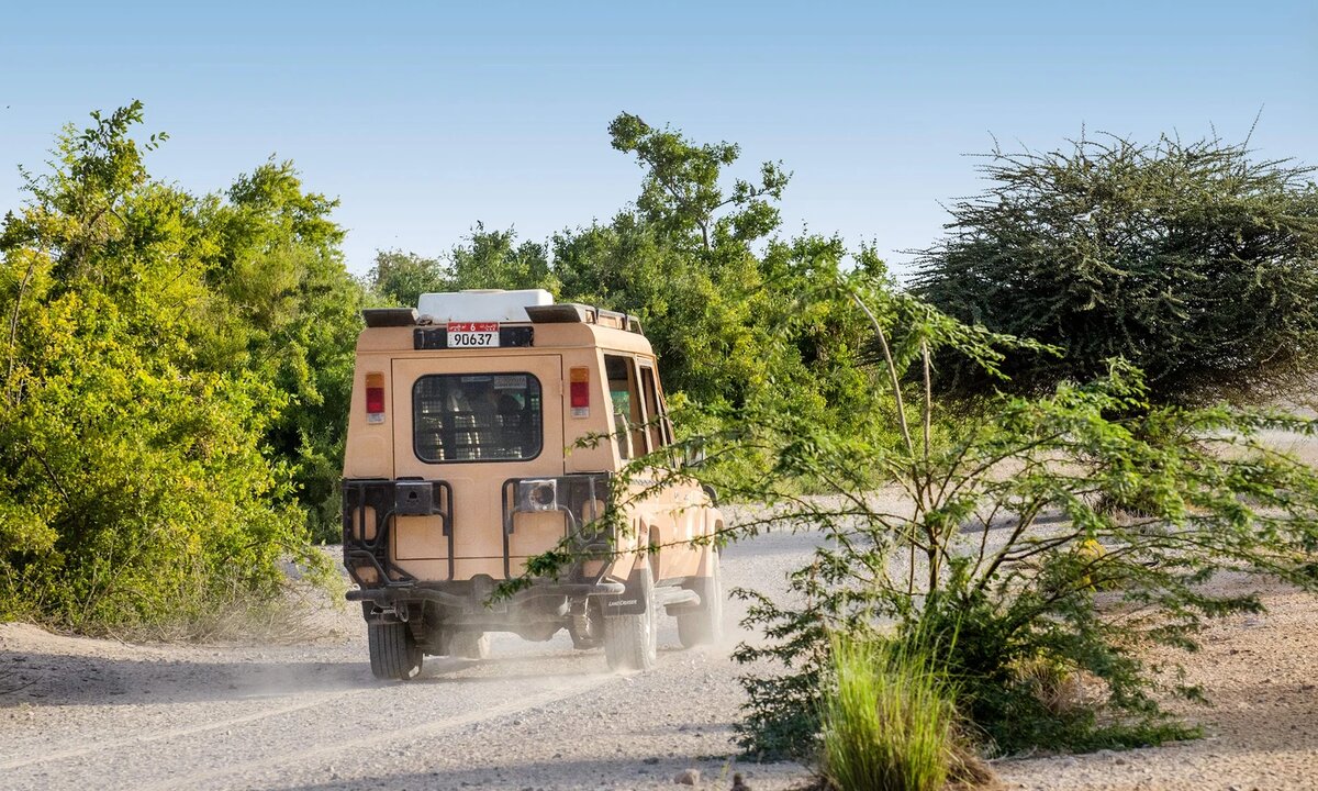 Как обойти сэра Бани Яса (Фиби Смит)