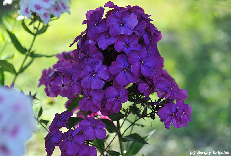 Флокс черное море