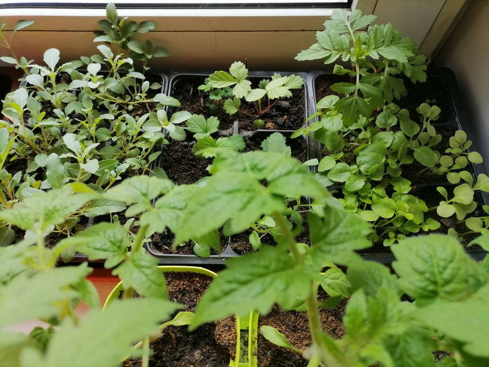 Рассада на конец апреля цветов, земляники, томатов