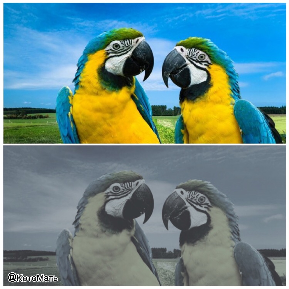 Спектр цвета человека / кошки