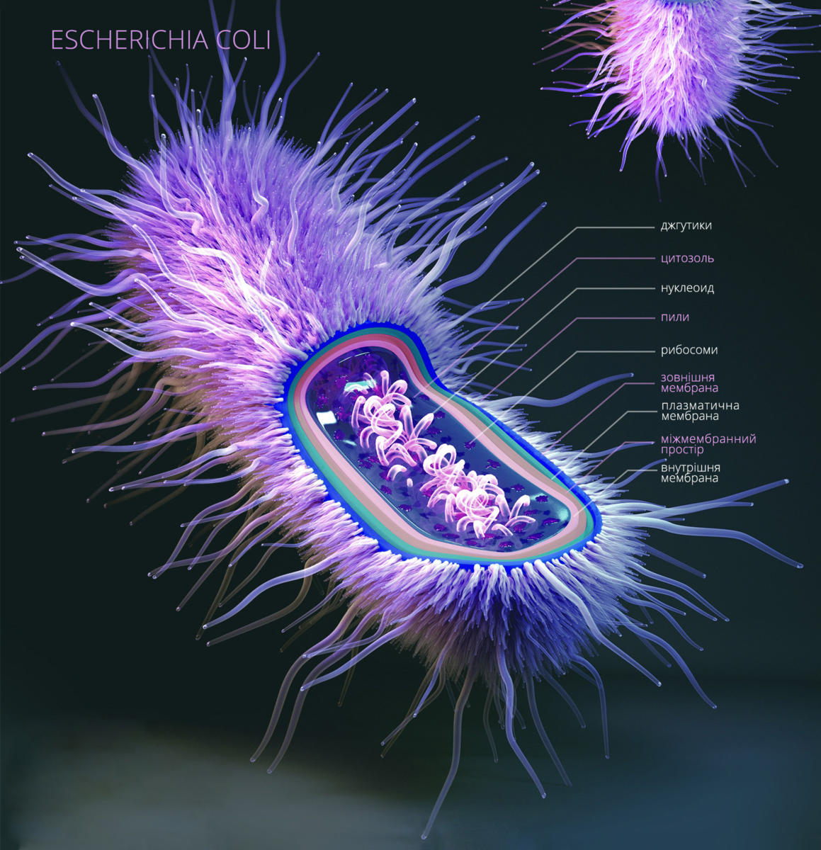 Кишечная палочка это. Бактерия Escherichia coli. Кишечная палочка Escherichia coli. Эшерихия кишечная палочка. Эшерихии коли ; бактерии.