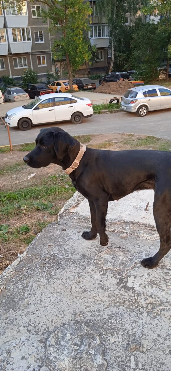 Новая прическа Эльзы 