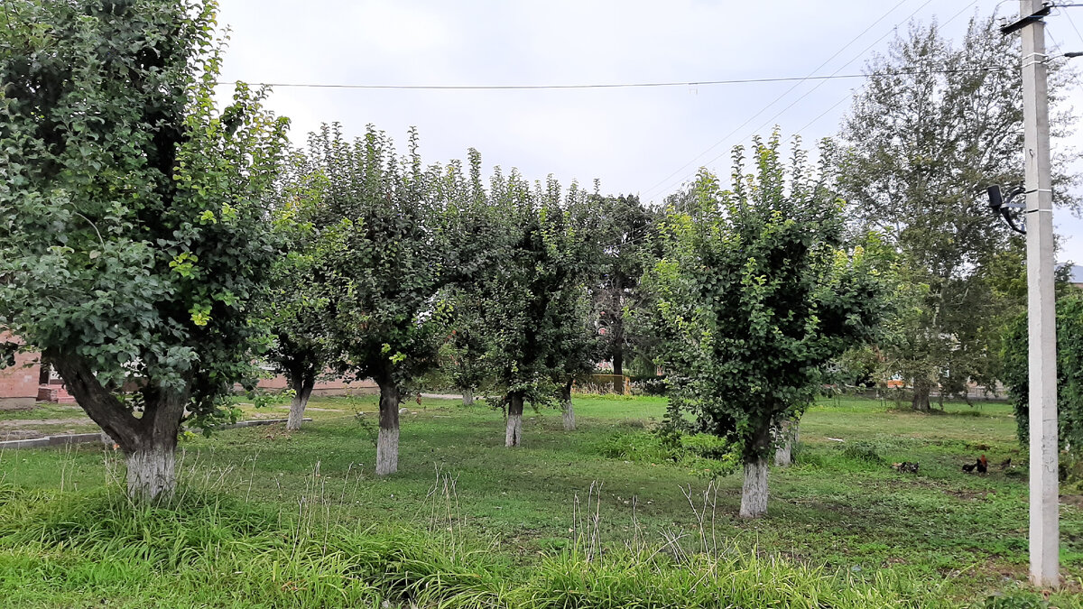 Пока все зелёное.  Фото автора 