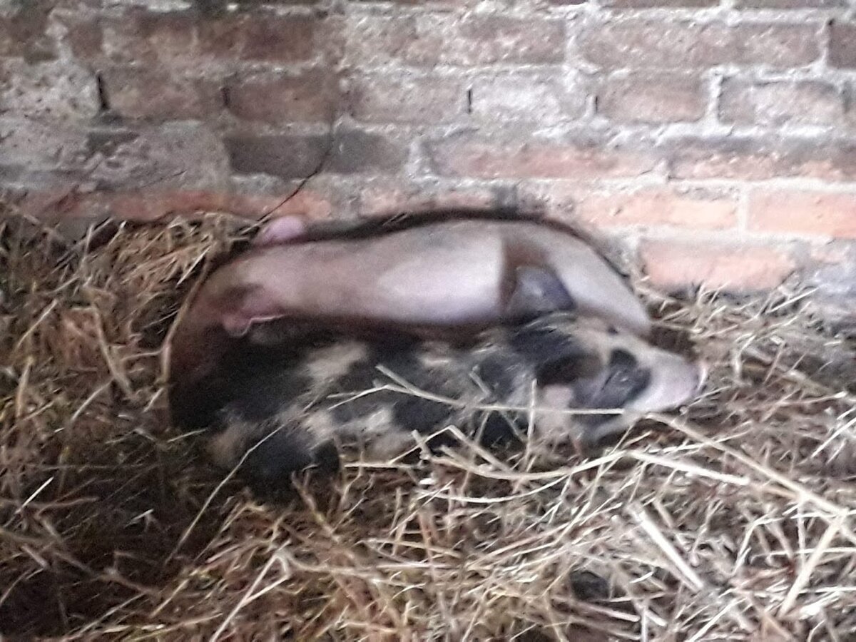 Великая угроза агрохолдингу