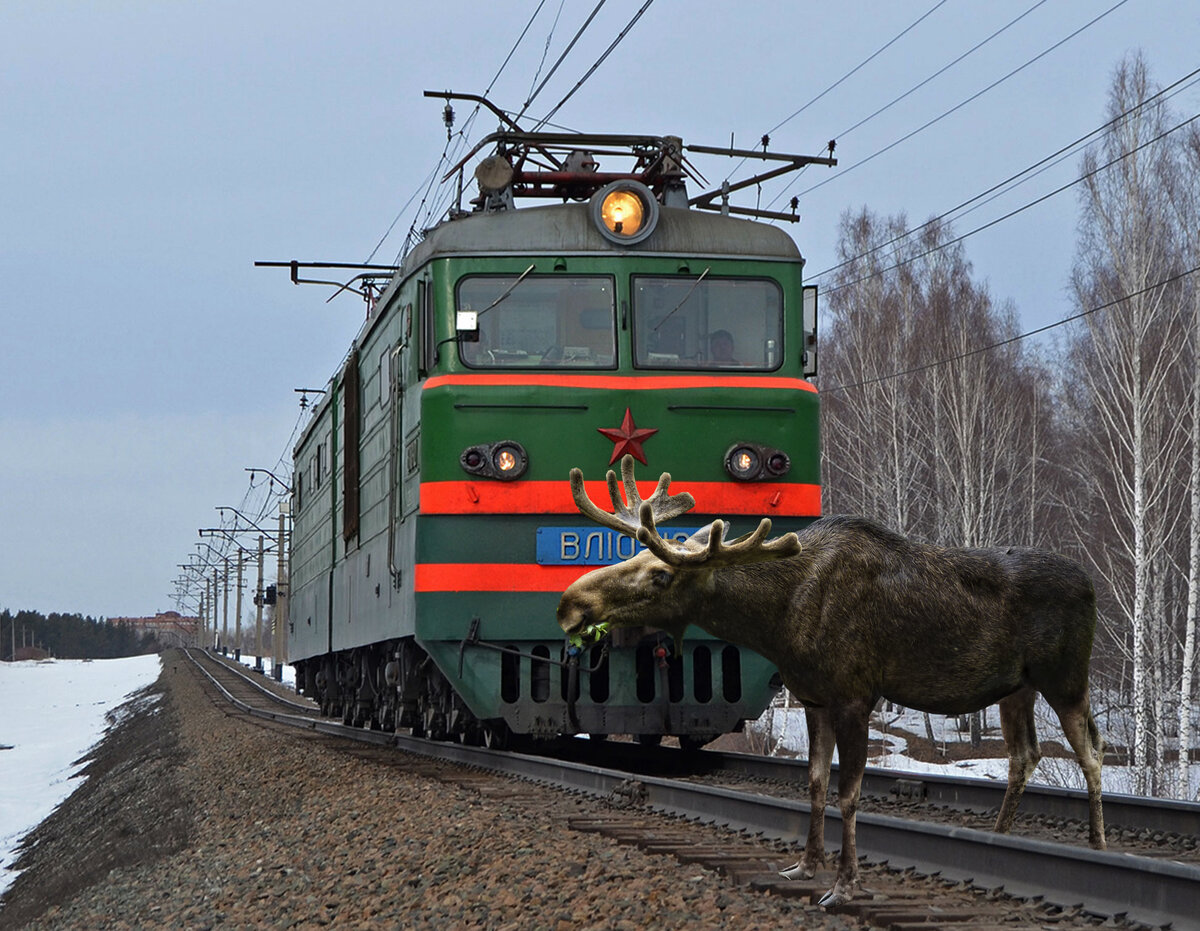 Картинка - фотошоп, ни один лось не пострадал