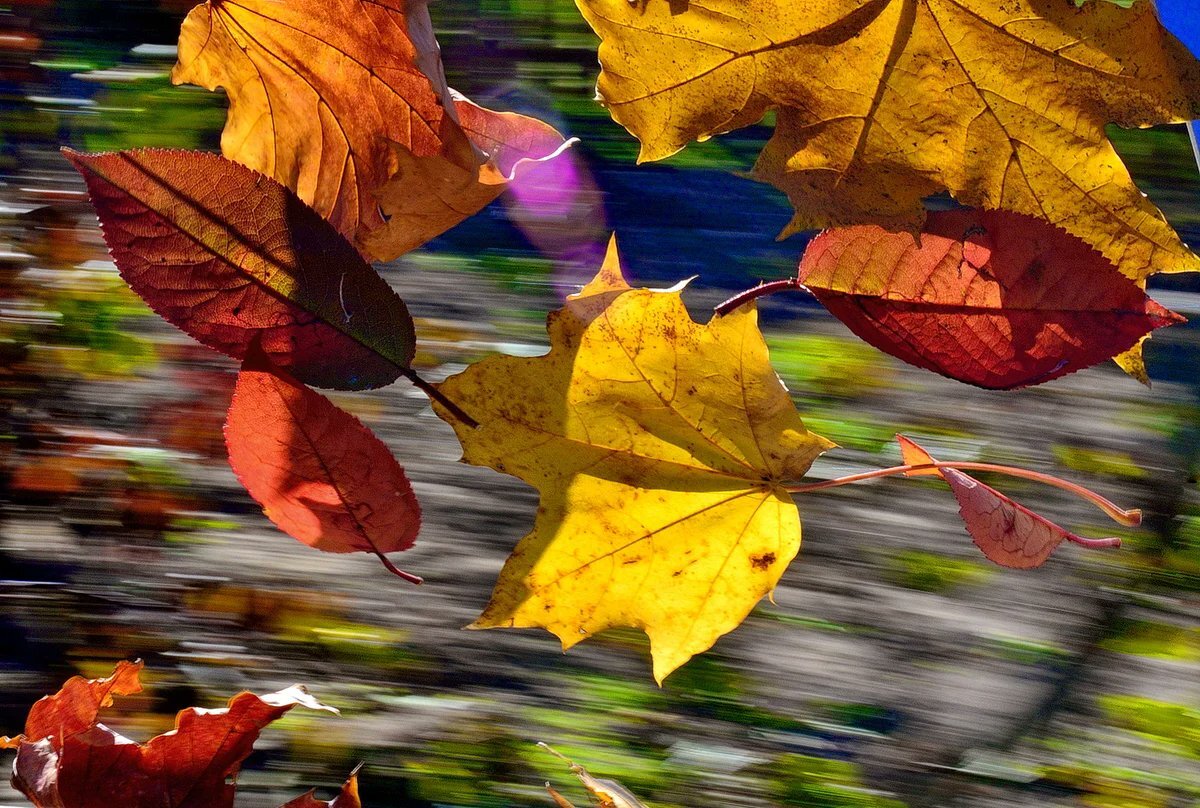 Осенние листья кружатся