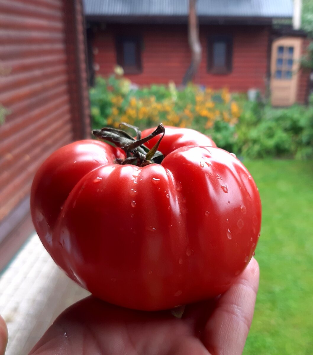 Дикий помидор. Дикорастущий томат. Томат дикий ангел