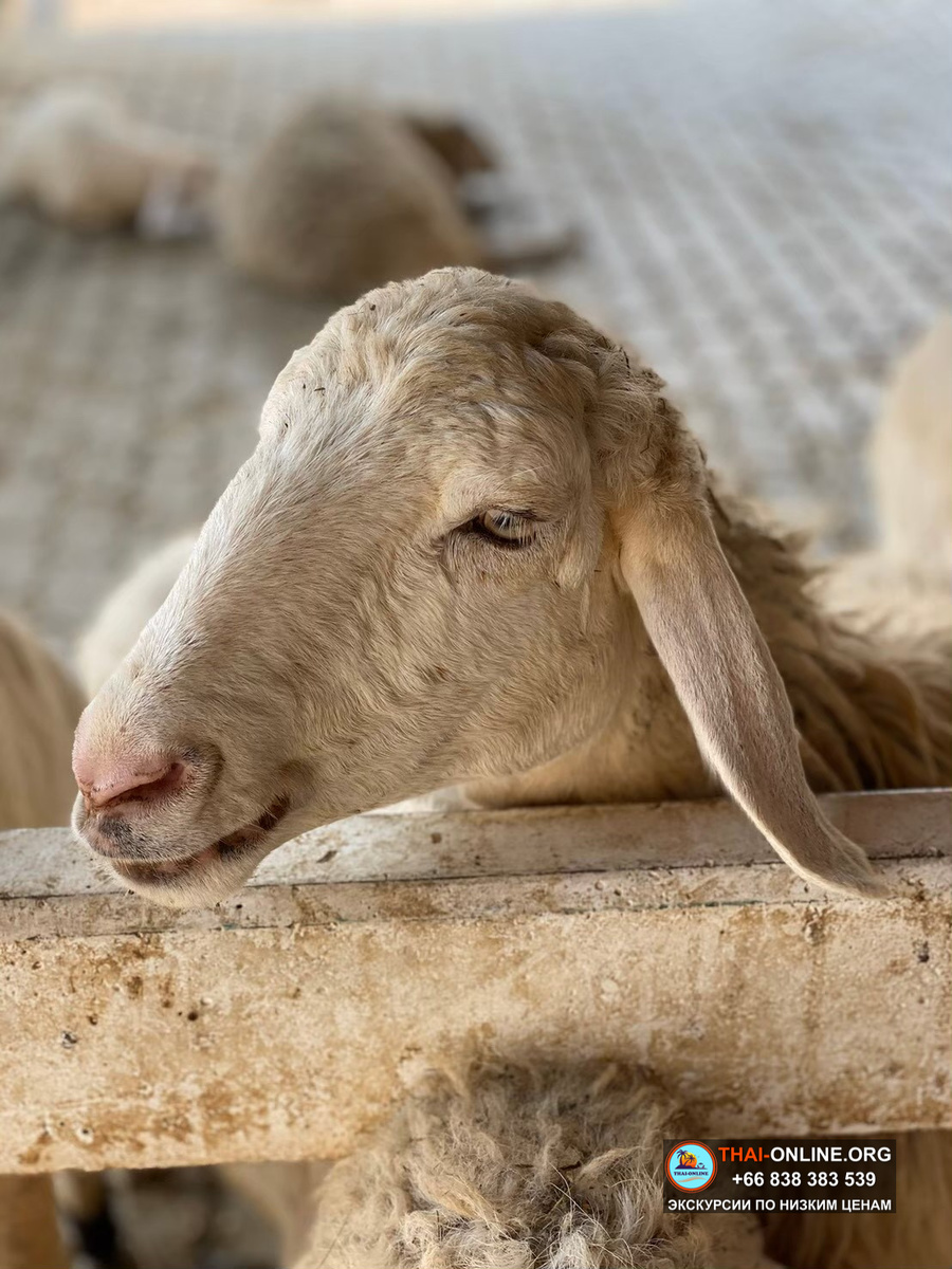 Тайна Сиама экскурсия в Паттайе Тайланд - фото 1