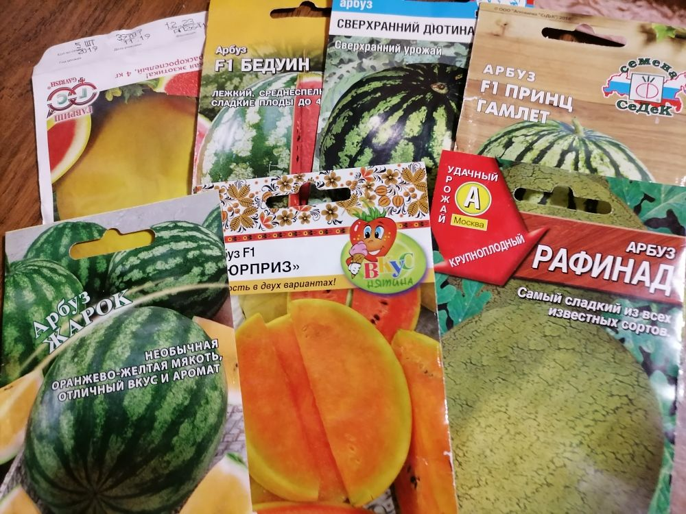 4 главных правила для успешного выращивания арбузов в Сибири
