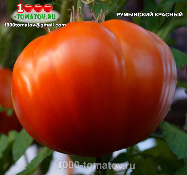 Томат Румынский красный Romanian Red фото 1