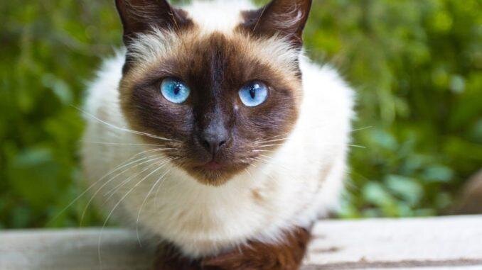 10 СИМСКИЕ КОШКИ 